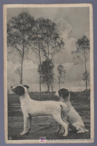 Postcards: TARJETA POSTAL ANTIGUA DE ANIMALES.