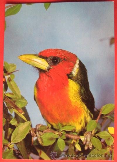 Postcards: PAJAROS. BARBUDO DE CABEZA ROJA. A&Ntilde;OS 60. SIN CIRCULAR. ENVIO GRATIS&iexcl;&iexcl;&iexcl;