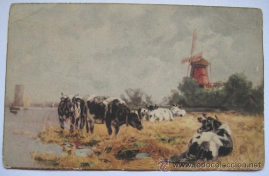 Postales: VACAS. ANTIGUA POSTAL.SIN CIRCULAR. ENVIO GRATIS&iexcl;&iexcl;&iexcl; - Foto 1
