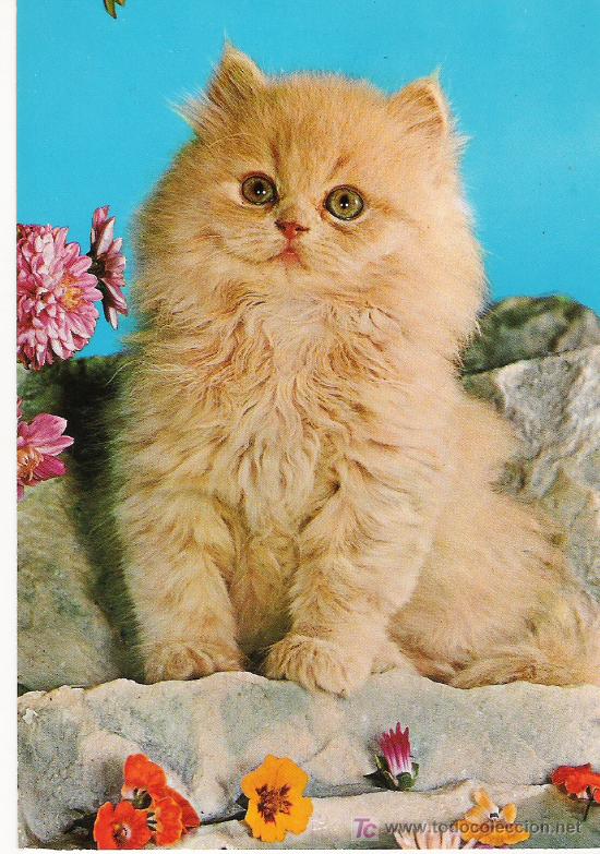 Postales: GATO - C. Y Z. 7224/31 C - - Foto 1