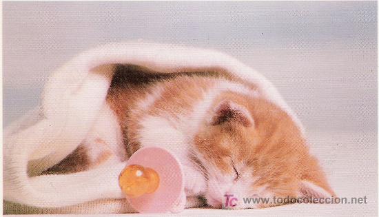 Postales: GATO - EDICIONES 07 - 678 ESPA&Ntilde;A - - Foto 1