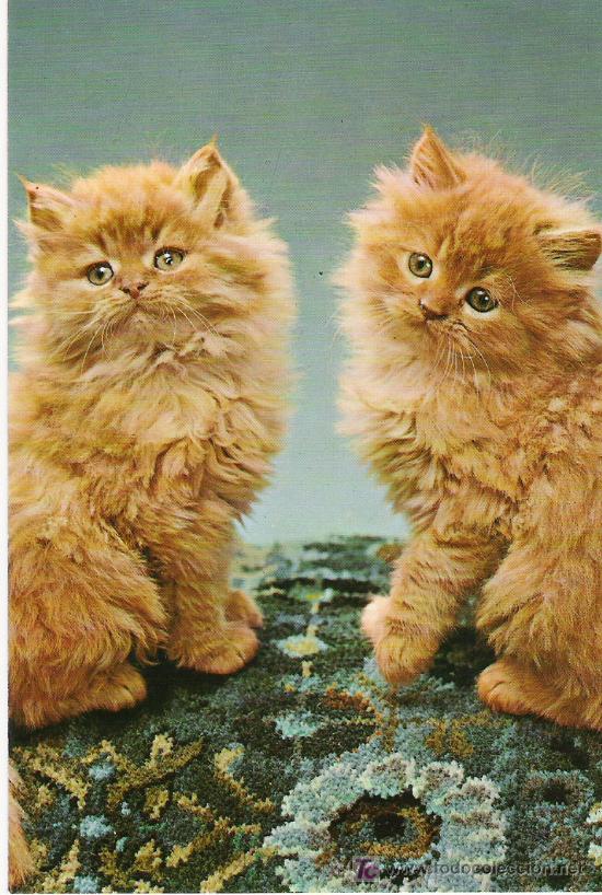Postales: 2 GATITOS - C. Y Z. 6006 C - - Foto 1