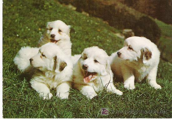 Postales: 4 PERRITOS - Foto 1