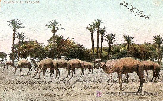 Postais: CAMELLOS PASTANDO (1906)