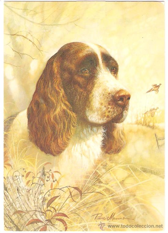Postcards: PERRO