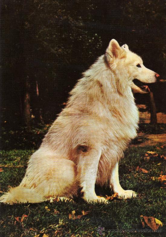 Postcards: POSTAL SIN CIRCULAR,PERRO ESQUIMAL SIBERIANO