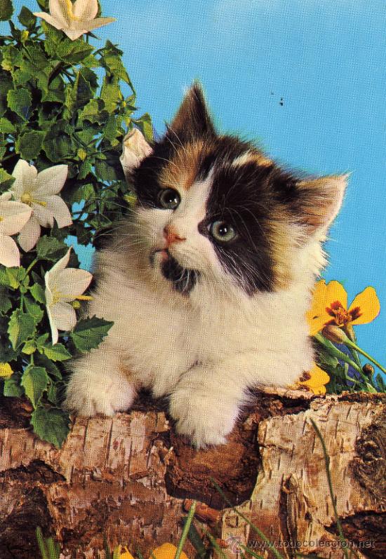 Postcards: POSTAL ESCRITA SIN CIRCULAR,GATO ENTRE FLORES