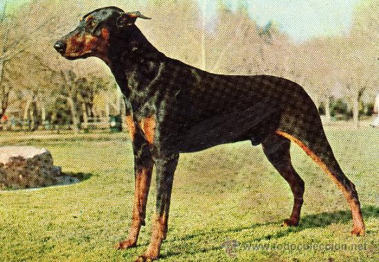 Postcards: POSTAL SIN CIRCULAR,PERRO DOBERMAN.VER FOTO ADICIONAL