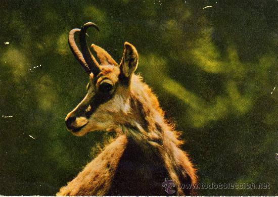 Postcards: POSTAL ESCRITA SIN CIRCULAR,CIERVO