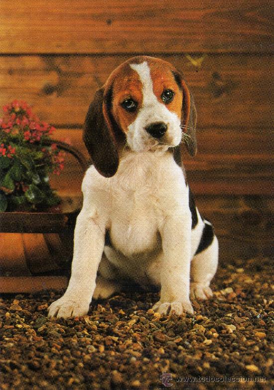 Postales: POSTAL ESCRITA SIN CIRCULAR,CACHORRO DE PERRO - Foto 1