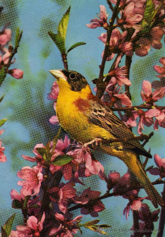 Postcards: POSTAL ESCRITA SIN CIRCULAR,PAJARITO JILGUERO?