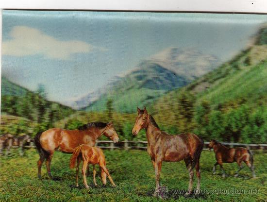 Postales: BONITA POSTAL SIN CIRCULAR,CABALLOS EN RELIEVE - Foto 1