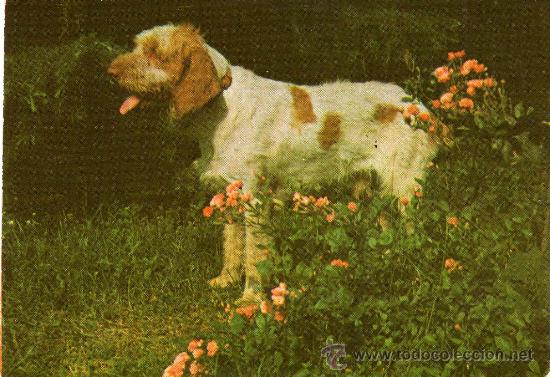 Postcards: POSTAL ESCRITA SIN CIRCULAR,PERRO ENTRE FLORES