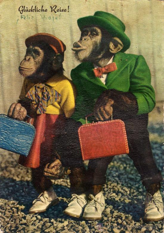 Postcards: MUY CURIOSA POSTAL ESCRITA SIN CIRCULAR,LOS CHIMPANCES SE VAN A LA ESCUELA.VER FOTO ADICIONAL