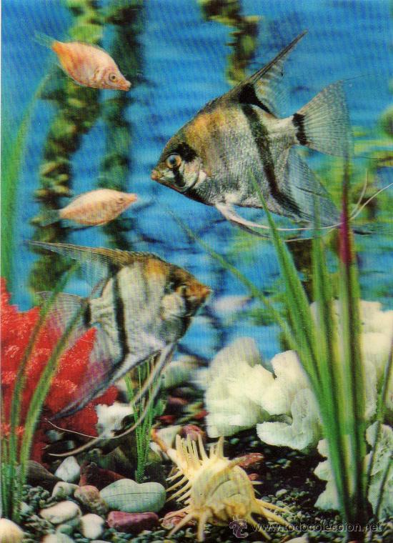 Postales: CURIOSA POSTAL SIN CIRCULAR,PECES EN RELIEVE - Foto 1