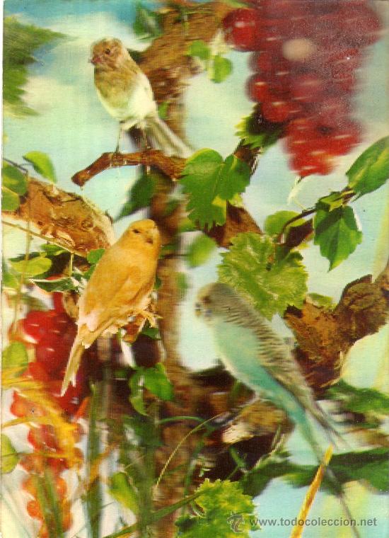 Cartes Postales: CURIOSA POSTAL ESCRITA SIN CIRCULAR,DE PERIQUITOS EN RELIEVE