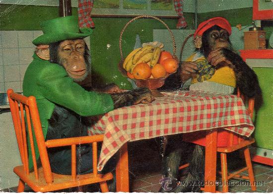 Postales: SIMPATICA POSTAL ESCRITA SIN CIRCULAR,CHIMPANCES EN LA MESA PREPARADOS PARA COMER - Foto 1