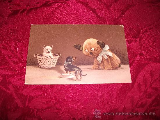 Postcards: Tarjeta postal peque&ntilde;os perros mirando un oso de peluche,HB&S