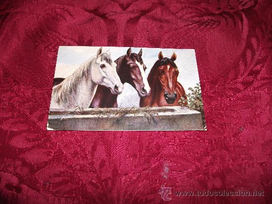 Postcards: Grupo de caballos,marke Egemes