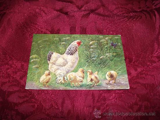 Postcards: Gallina con pollitos,H Kco M marke palette