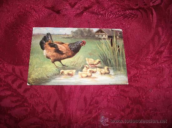 Postcards: Gallina con pollitos,H Kco M marke palette