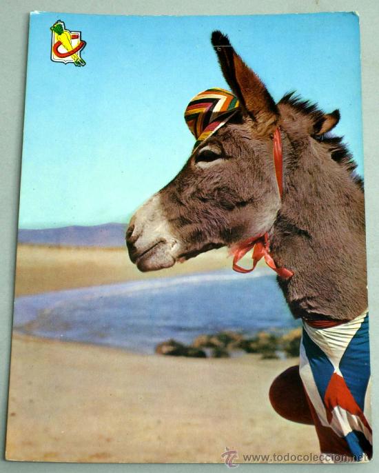 Postales: Postal asno con sombrero 1962 - Foto 1