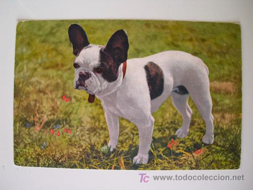 Postcards: Postal Antigua : Bouledogue franc&eacute;s. Ed Stehli n&ordm;62