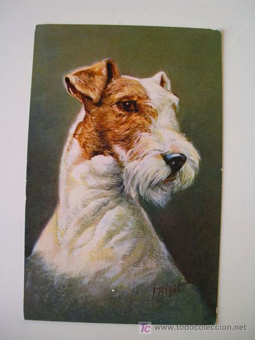 Postcards: Postal Antigua : Fox Terrier. Ed Stehli n&ordm;99