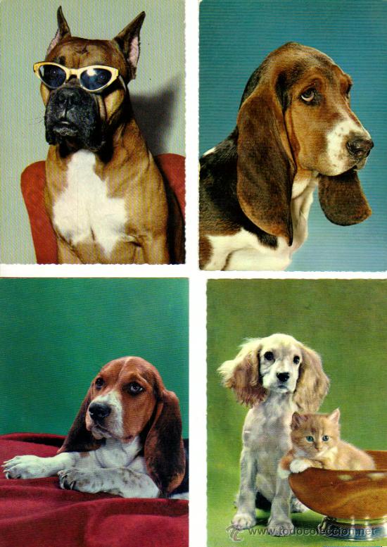 Postales: LOTE 4 POSTALES PERROS