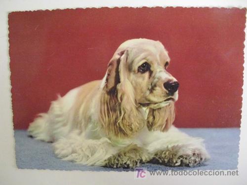 Postkarten: Antigua postal : Perro. Piccoli Milano 784/4. 1960