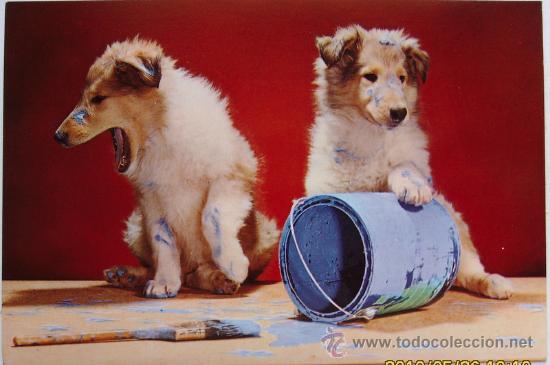 Postales: POSTAL PERROS - Foto 1