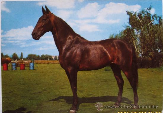 Postales: CABALLO - Foto 1