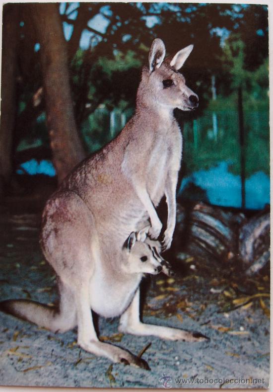 Postales: CANGURO - Foto 1