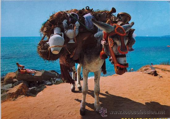 Postales: BURRO BOTIJERO - Foto 1