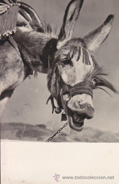 Postales: POSTAL. UN BURRO -HOLA, &iquest;QU&Eacute; TAL? - Foto 1