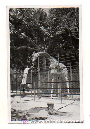 Postkarten: UN NI&Ntilde;O D&Aacute;NDOLE DE COMER A UNA JIRAFA EN EL ZOO. POSTAL FOTOGR&Aacute;FICA.