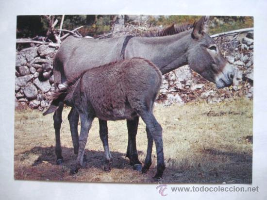 Postkarten: BURROS EN CORCEGA. FRANCIA. SIN CIRCULAR.