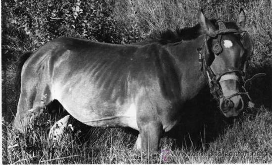 Postales: FOTO DE UN CABALLO - Foto 1