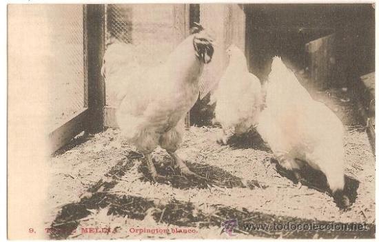 Postkarten: 3337 ANTIGUA POSTAL TORRE MELINA -  ORPINGTON BLANCO