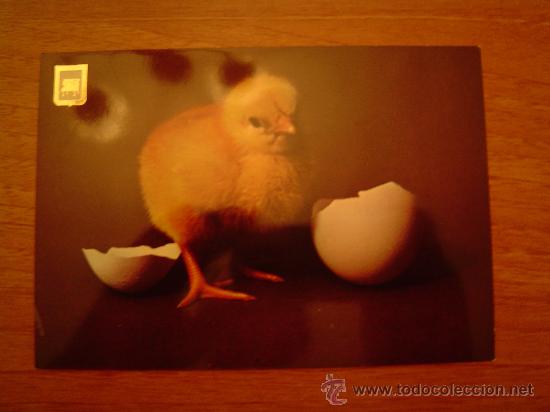 Postkarten: POSTAL POLLITO  SIN CIRCULAR