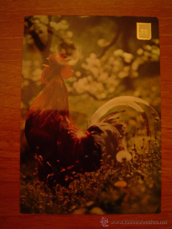 Postales: POSTAL GALLO EN EL CAMPO  SIN CIRCULAR - Foto 1