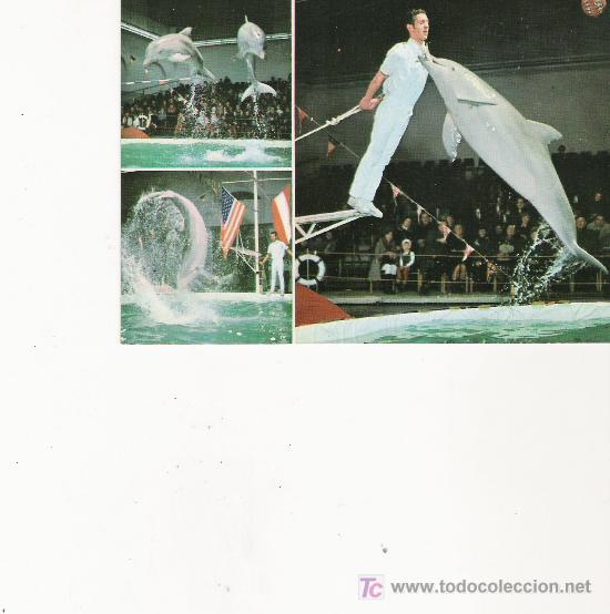 Postcards: FLORIDA DELPHIN SHOW