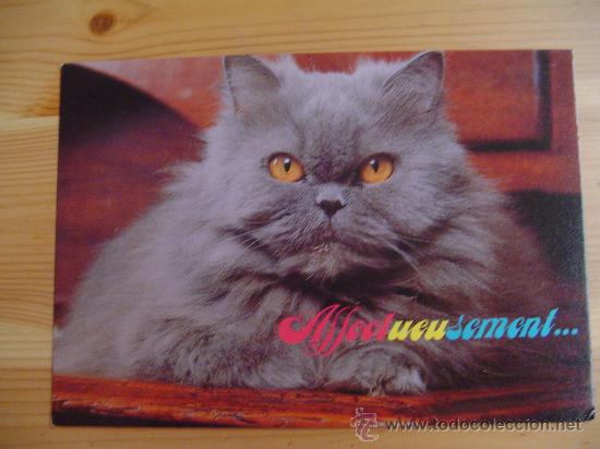 Postkarten: Postal francesa con un gato. AFFECTUEUSEMENT. A&ntilde;os 90.