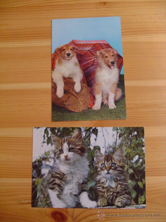 Postkarten: Lote de 2 postales francesas con gatos y perros.
