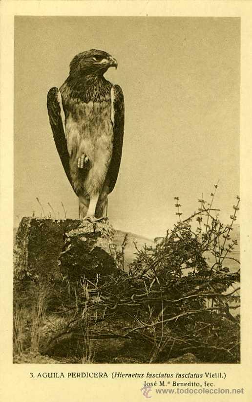 Postkarten: POSTAL AGUILA PERDICERA