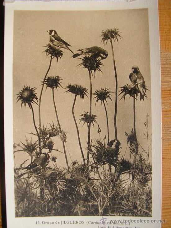 Postkarten: POSTAL MUSEO NACIONAL DE CIENCIAS NATURALES COL. AVES GRUPO DE JILGEROS