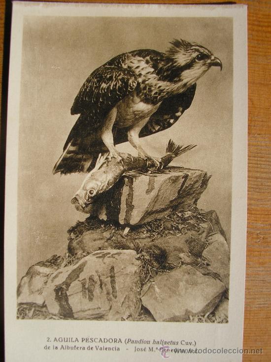 Postkarten: POSTAL MUSEO NACIONAL DE CIENCIAS NATURALES COL. AVES AGUILA PESCADORA