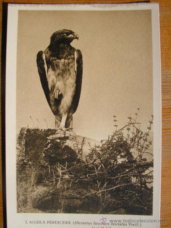 Postkarten: POSTAL MUSEO NACIONAL DE CIENCIAS NATURALES COL. AVES AGUILA PERDICERA
