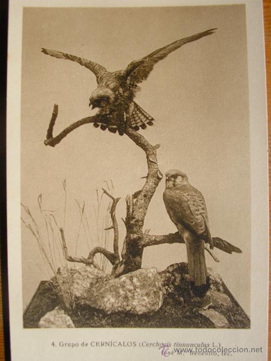 Postkarten: POSTAL MUSEO NACIONAL DE CIENCIAS NATURALES COL. AVES GRUPO DE CERNICALOS