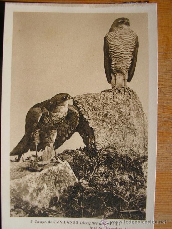 Postkarten: POSTAL MUSEO NACIONAL DE CIENCIAS NATURALES COL. AVES GRUPO DE GAVILANES